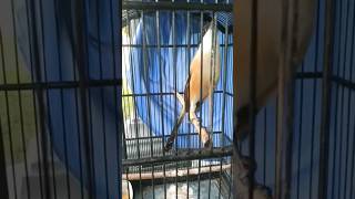 Download lagu tembakan jangkrik, masteran jangkrik, cendet gacor mp3