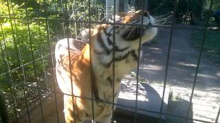 preview picture of video 'Amur Tiger (Siberian Tiger)'
