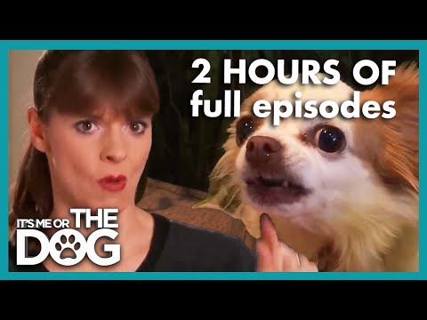 2 HOURS of the Craziest Full Episodes | It's Me or The Dog