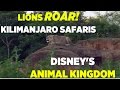 Lions ROAR During Kilimanjaro Safaris At Night Tour In Disney S Animal Kingdom