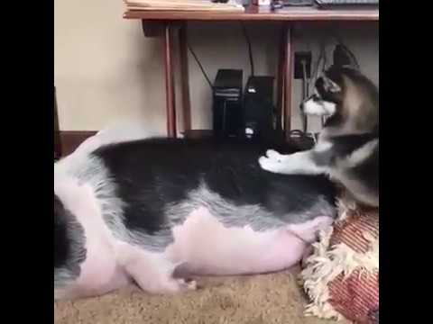 Vstávaj - budíček !