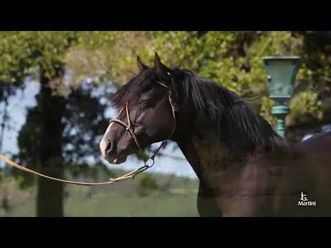 LOTE COBERTURAS - DICHOSO CALA BASSA