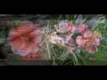 TRIBUTE TO LIFE - Zhanna Bichevskaya: Under ...