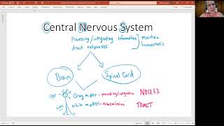 Biology 2010 Chapter 13 Anatomy of the Nervous System Overview (video 1)