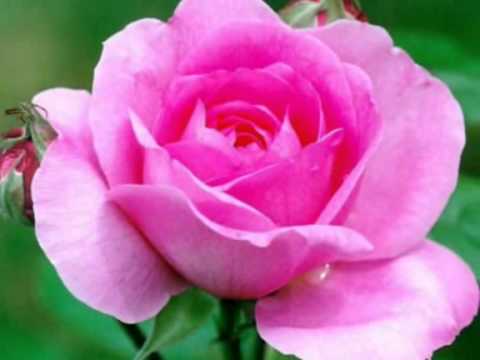 Janika Balaž i Cune - "Odlomak iz Ciganske svite"