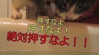 【猫　面白い　かわいい】熱湯風呂と猫　猫の心の声を表現してみた