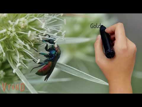 Hautflügler erkennen und bestimmen: Bienen, Wespen und Co