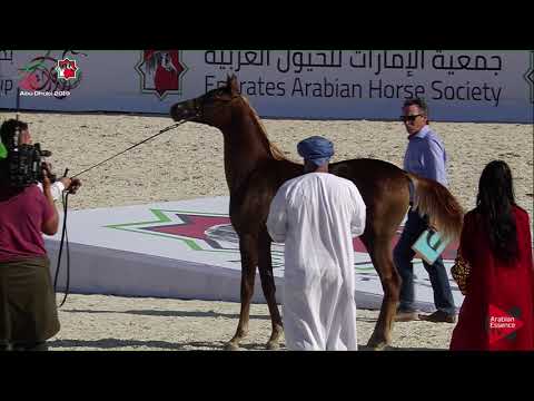 N 23 TAMARA AL ZOBAIR   UAE Nationals 2019