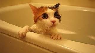 Смотреть онлайн Смешные коты разговаривают, когда купаются