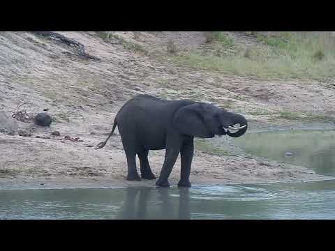 Djuma: Lone Elephant drinks at dam (power goes out at the end) - 06:49 - 12/13/2022