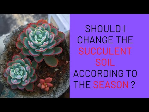 || SUCCULENT FAQ 76 || SHOULD I CHANGE THE SUCCULENT  SOIL ACCORDING TO THE SEASON ? ||