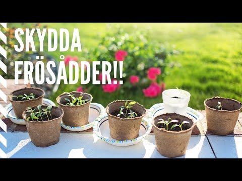 Så skyddar jag mina frösådder och blir av med ohyra - genom att sterilisera jorden