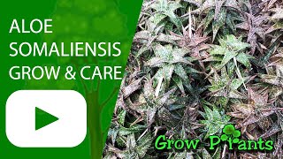 Aloe somaliensis - grow & care (Somalian aloe)