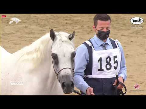 N 185 MEDAN EL ALYA   6th Qatar Nat  Arabian Peninsula HS for individual Owners   Stallions 7+ Years