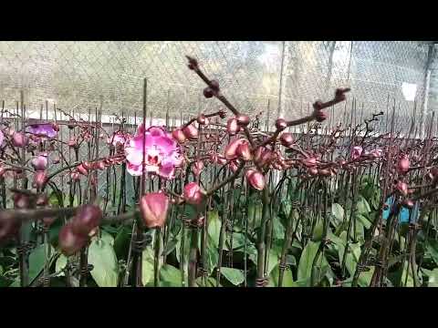 Hoa lan Hồ điệp Ớt Đại đón tết 2023