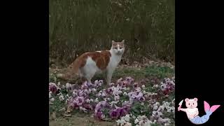 穴を掘ってうんこをしている偉い猫☆