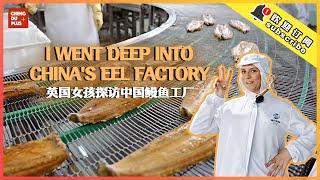 The Best Japanese Cuisine Comes from China? I Went Deep into China's Eel Factory and Found this...