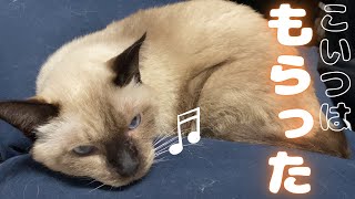 人間のビーズクッションを占領してしまう元野良の保護猫ｗw【シャム猫/シャムミックス＆ノルウェージャンフォレストキャット】#cat #japanesecat