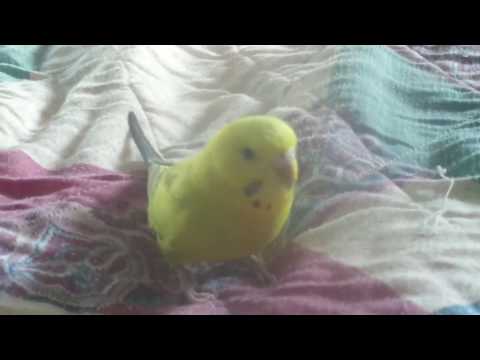 Happy Birthday JANETTE