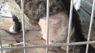 Animal Rights, Cruelty in Switzerland, Cat`s Foot Chopped Off & Sneaky Swiss Crimes