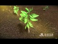 Tea bushes grow 3d animation / Чайные кусты анимация (FULL ...