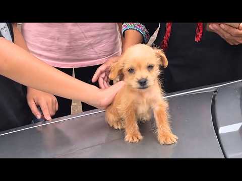 A shivering puppy followed my son for help, now he’s our family’s "Lucky" star