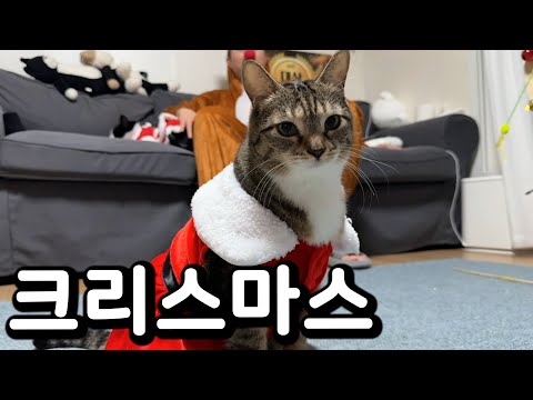 고양이 생에 첫 트리 만들기