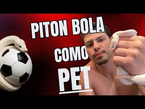 Vale a pena ter uma COBRA PITON BOLA como Pet? (Vantagens, Custos e Onde adquirir legalizada)