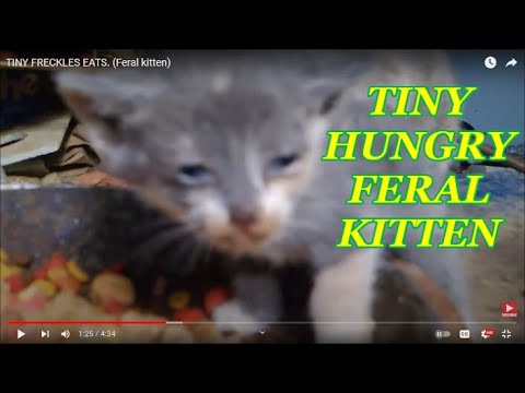 TINY FRECKLES EATS. (Feral kitten)