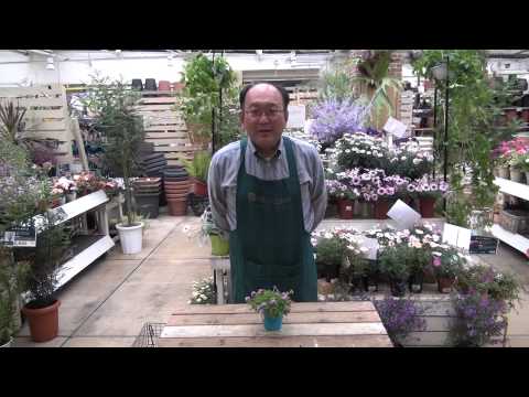 園芸 メドウクローバー、パープルクローバー