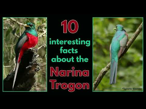 10 interesting facts about the NARINA TROGON