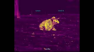 One of the Best Thermal Clip-Ons Thermtec Hunt 650 Pro