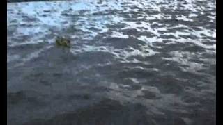 Apatis   Benny Soebardja