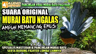 Download lagu SUARA ORIGINAL MURAI BATU NGALAS || MURAI BATU SUARA HUTAN || shama bird original sound mp3 Download lagu SUARA ORIGINAL MURAI BATU NGALAS || MURAI BATU SUARA HUTAN || shama bird original sound mp3