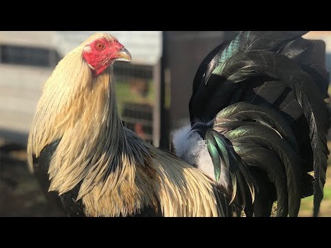 Pure Cuba Penny Hatch Grey Jap Beautiful Birds Sahuayo Farm