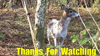 Meet John the Piebald Deer