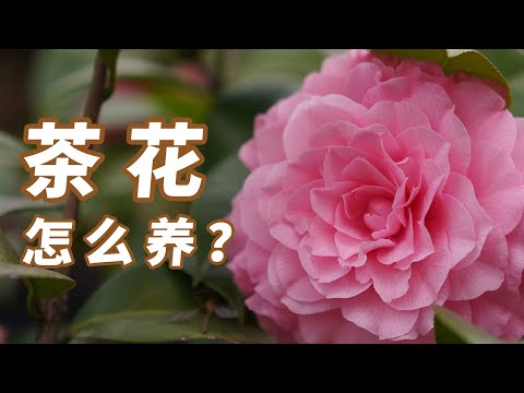 茶花
