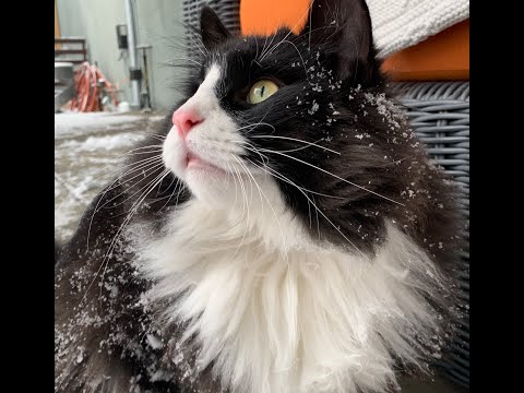 SKOGBERG CATTERY | NORWEGIAN FOREST CATS. About Us.