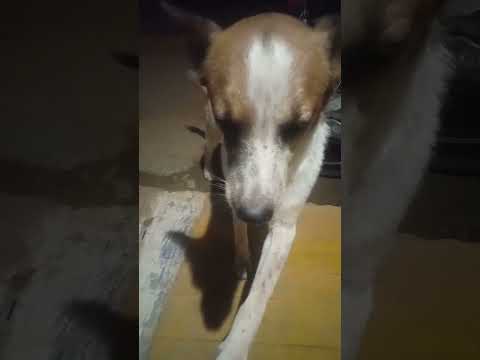 this dog name karpa 😁😁