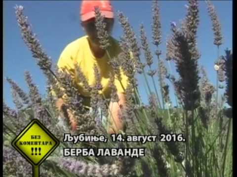 Bez komentara RTS 14. avgust 2016.
