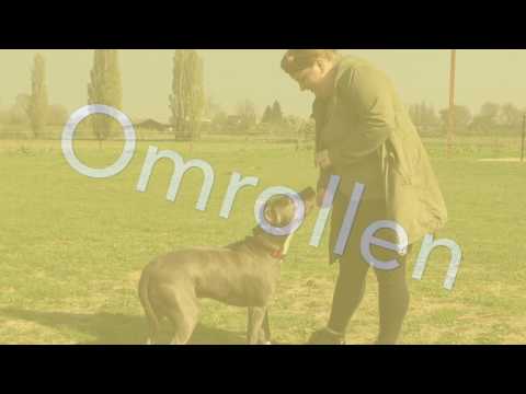 Hondenschool Kersten - Fun & Tricks