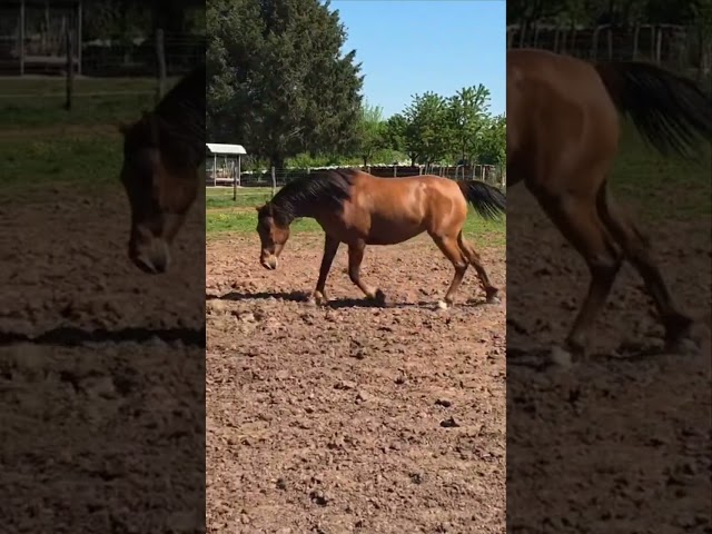 Pouliche 2022 top p&eacute;digr&eacute;e 