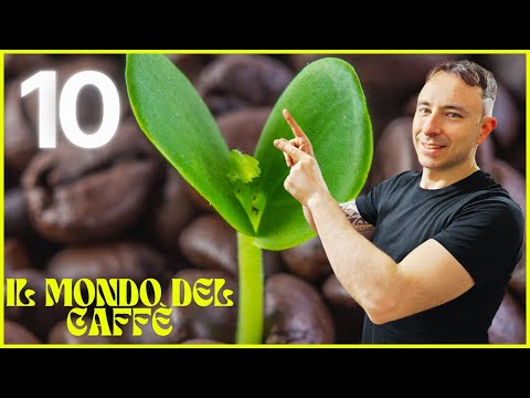 Corso completo sul caffè: dal chicco alla tazzina, tutto ciò che devi sapere! DECIMA PUNTATA