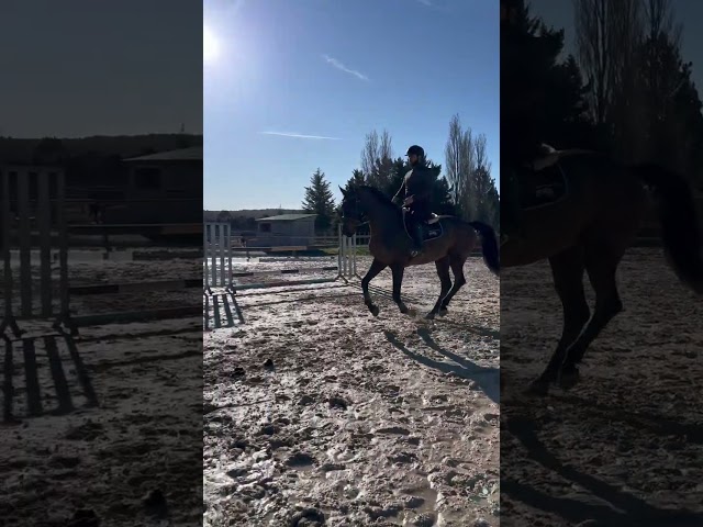 Hongre Holsteiner 8 ans. 