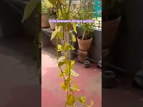 Beautiful Flowers from Arifa khanam's Terrace Gardens #flowers #plants #organic #gardening #garden