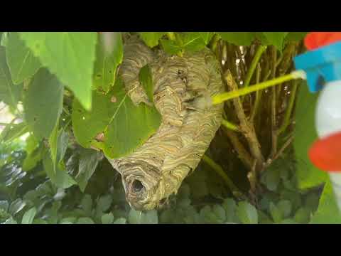 Bald-Faced Hornets Are Hiding in Cranbury, NJ