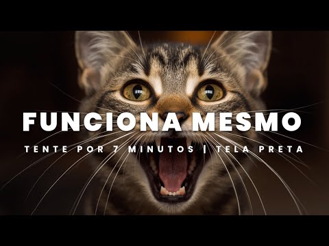 Musica Para Acalmar Gata No Cio: Som Para Relaxar Gatos Estressados | Frequência Curadora Tela Preta