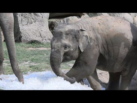 Prague zoo animals plunge into ice as high temperatures hit | AFP