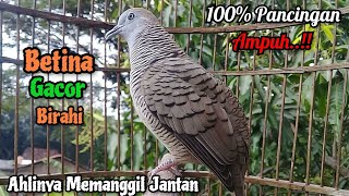 Download lagu Perkutut Betina memanggil jantan - Suara Birahi Gacor || The female turtle dove calls the male mp3 Download lagu Perkutut Betina memanggil jantan - Suara Birahi Gacor || The female turtle dove calls the male mp3