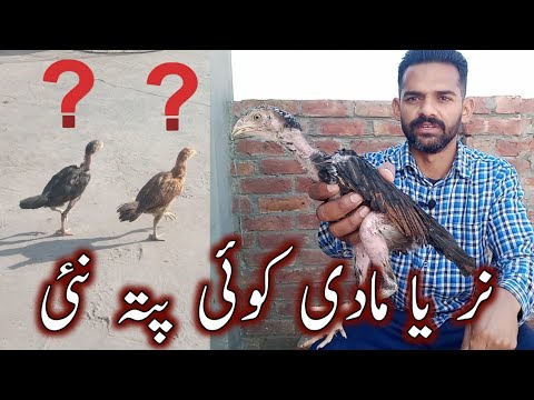 Aseel nar or madi ki pehchan | Nar or madi Aseel | Aseel | Ihsan Gujjar Vlogs